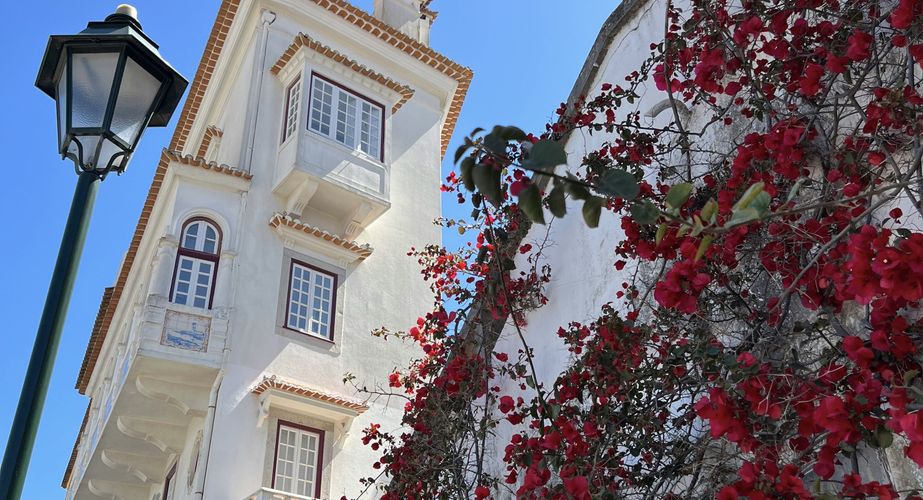 Mooie bloemen in Cascais Mooie bloemen in Cascais
